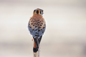 kestrel